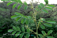 Indigofera tinctoria